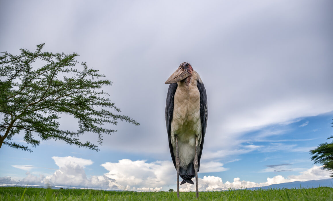 Marabou Stork, Kenya