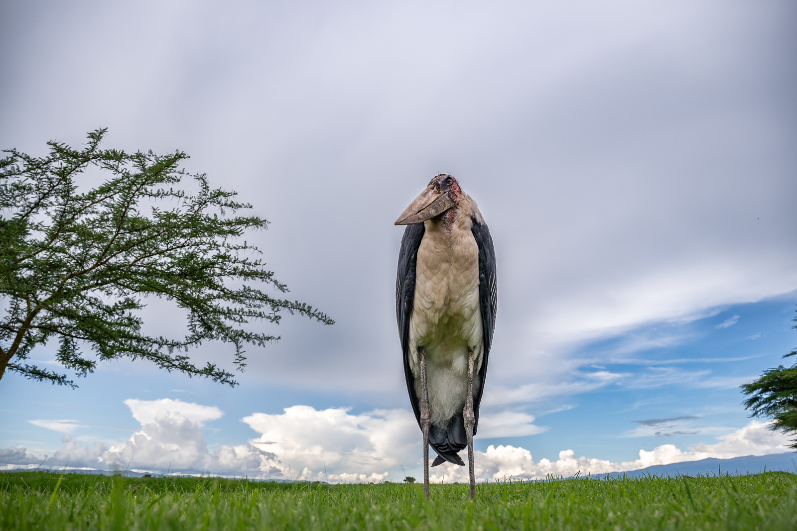 Marabou Stork, Kenya