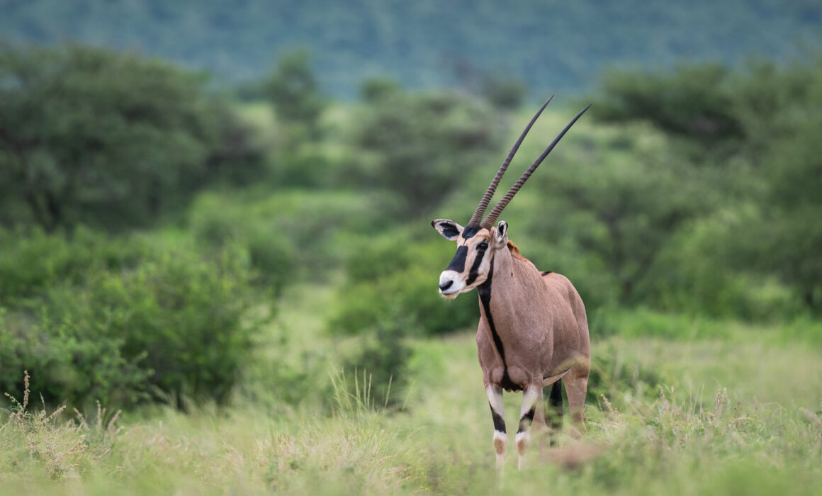 Beisa Oryx, Kenya