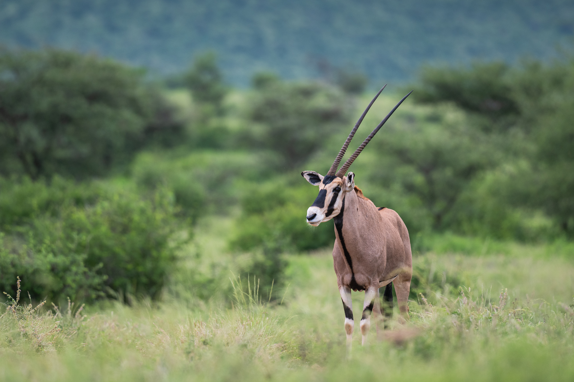Beisa Oryx, Kenya