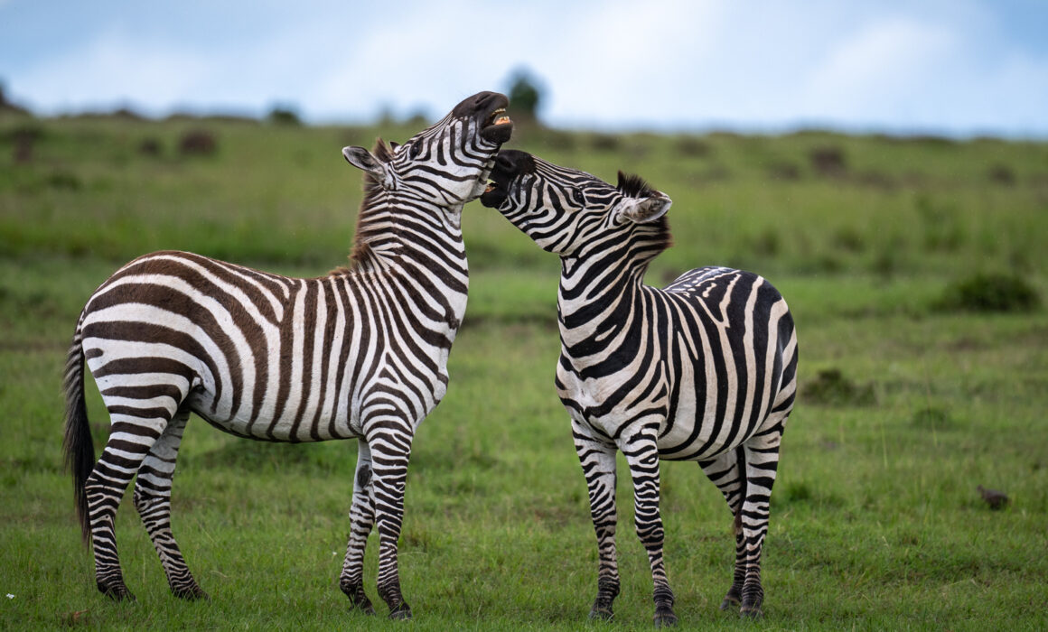 Plains Zebras, Kenya