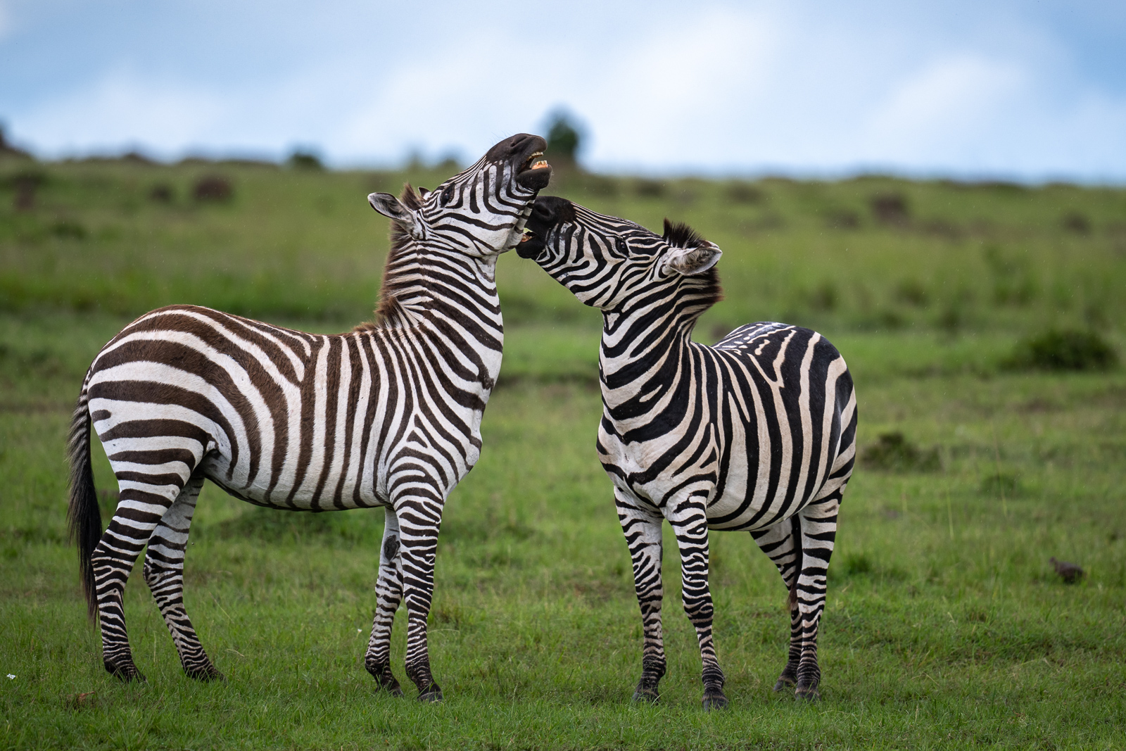 Plains Zebras, Kenya