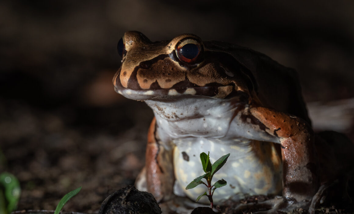Smoky Jungle Frog, Peru