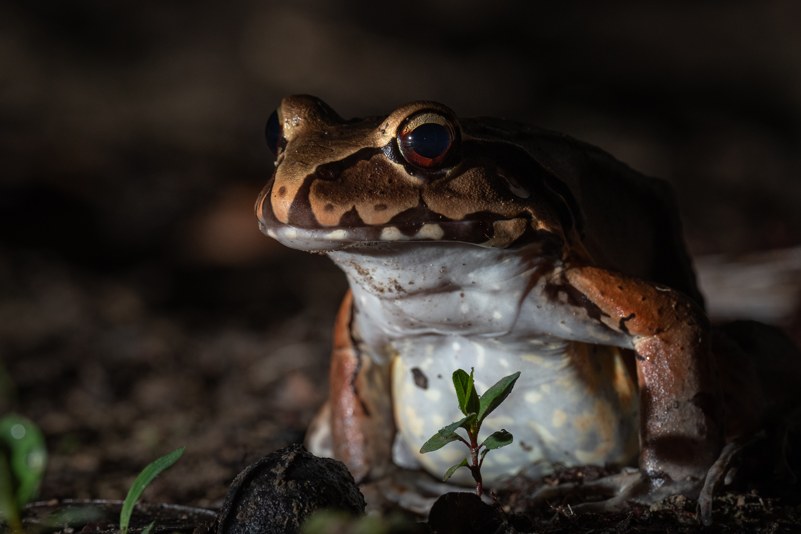 Smoky Jungle Frog, Peru