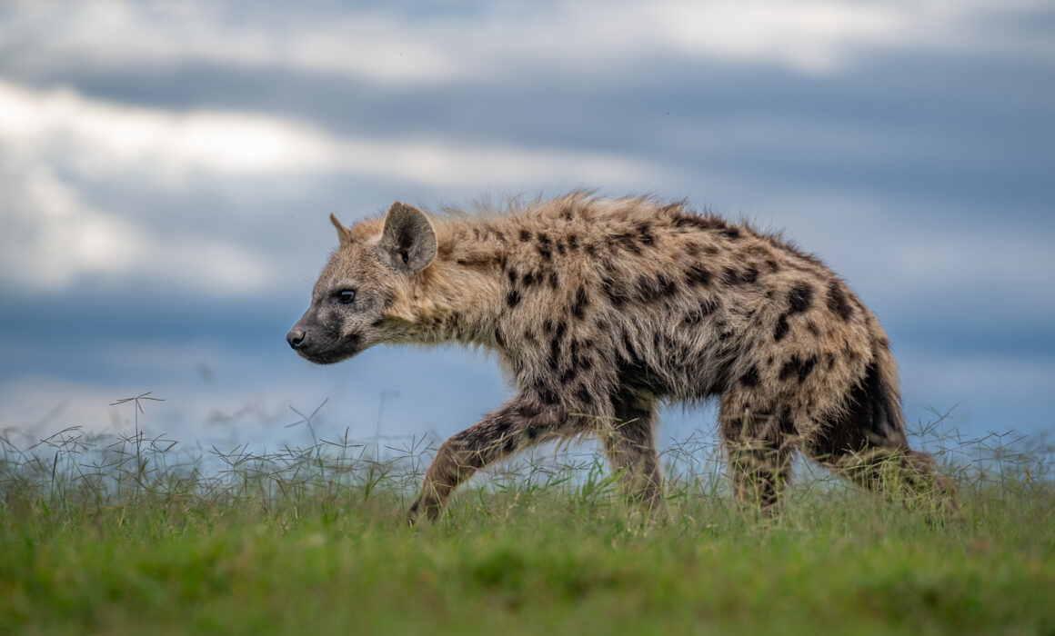 Spotted Hyena, Kenya