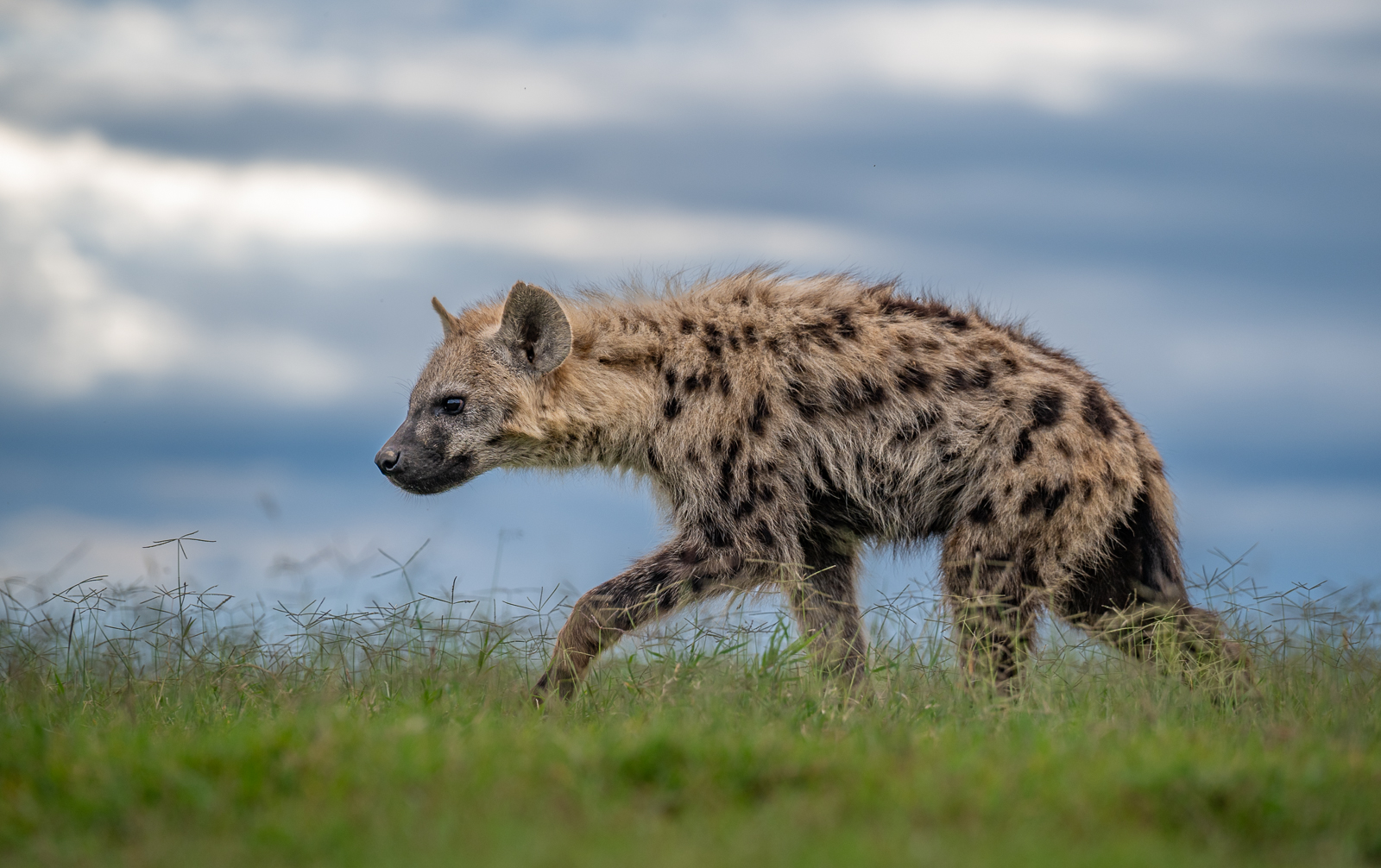 Spotted Hyena, Kenya