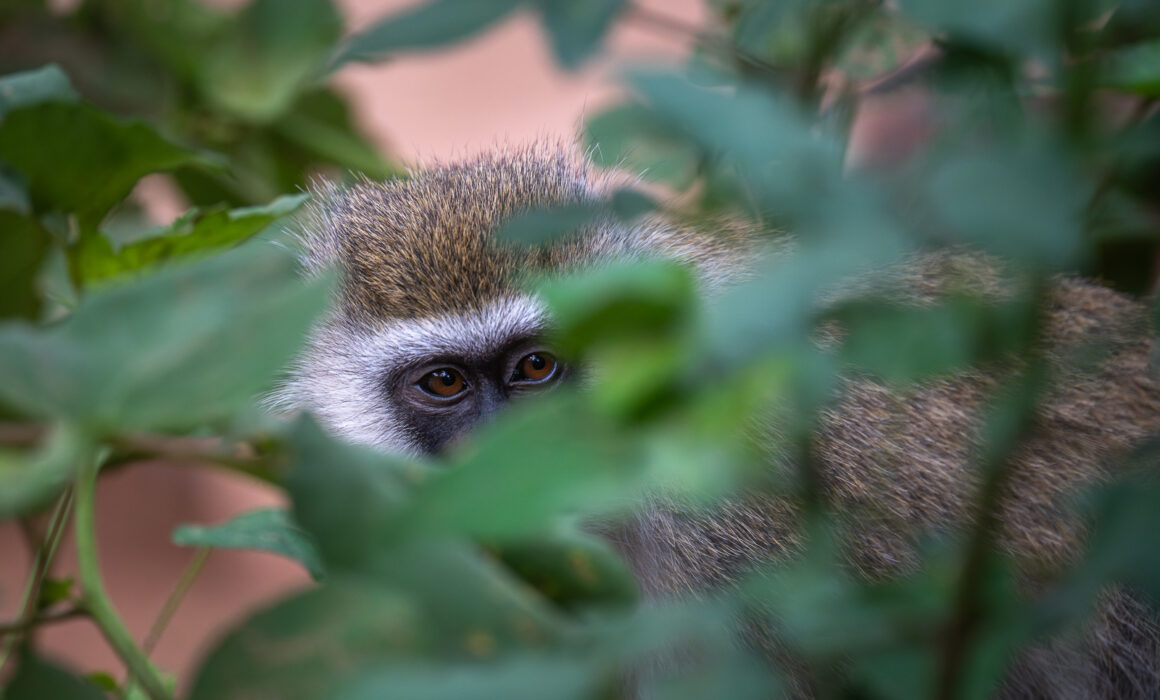 Vervet Monkey, Kenya