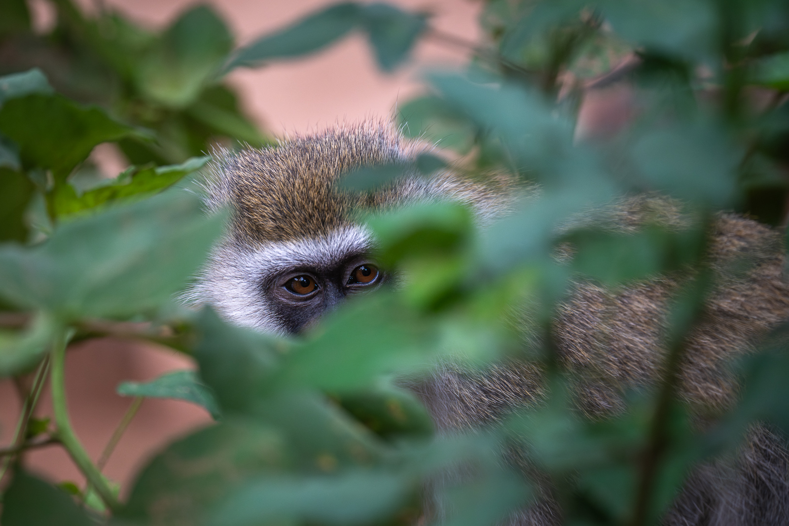 Vervet Monkey, Kenya