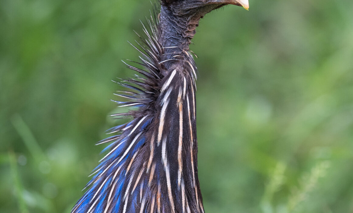 Vulturine Guineafowl, Kenya