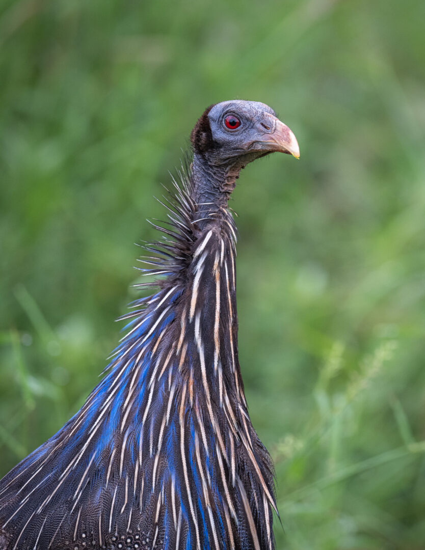 Vulturine Guineafowl, Kenya