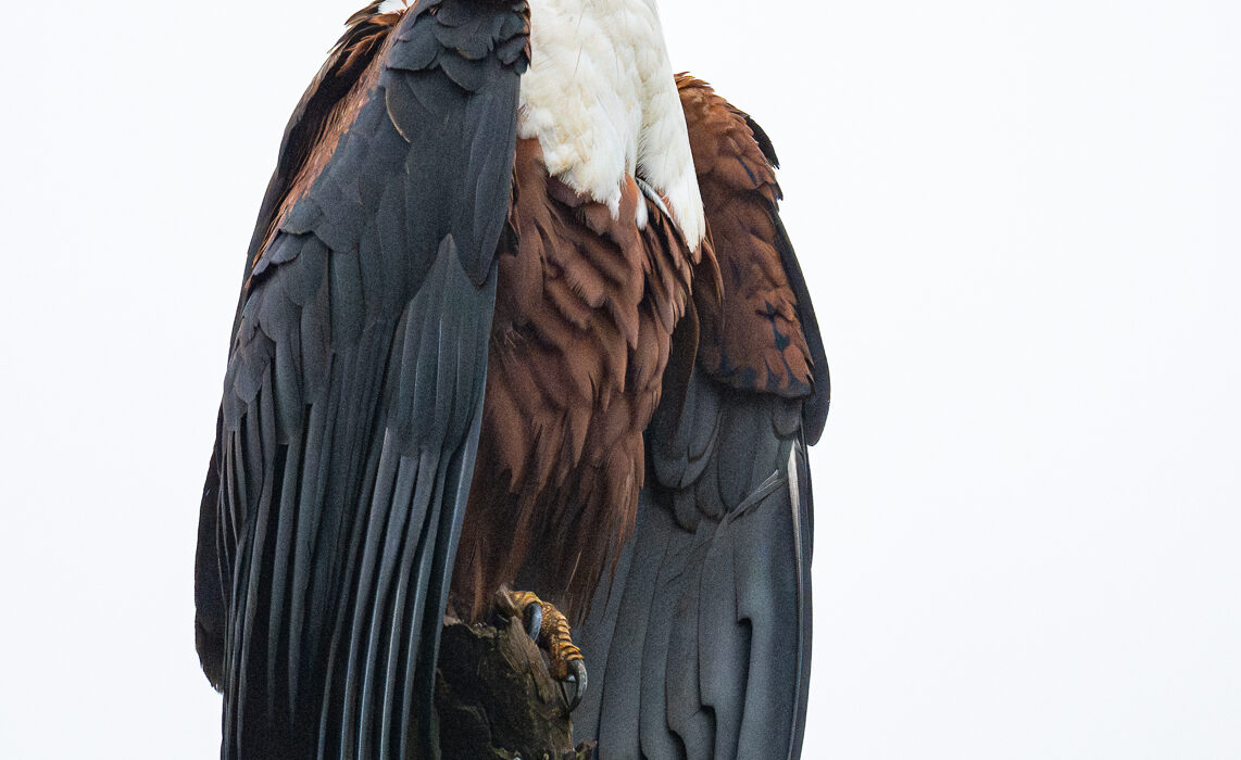 African Fish Eagle, Kenya