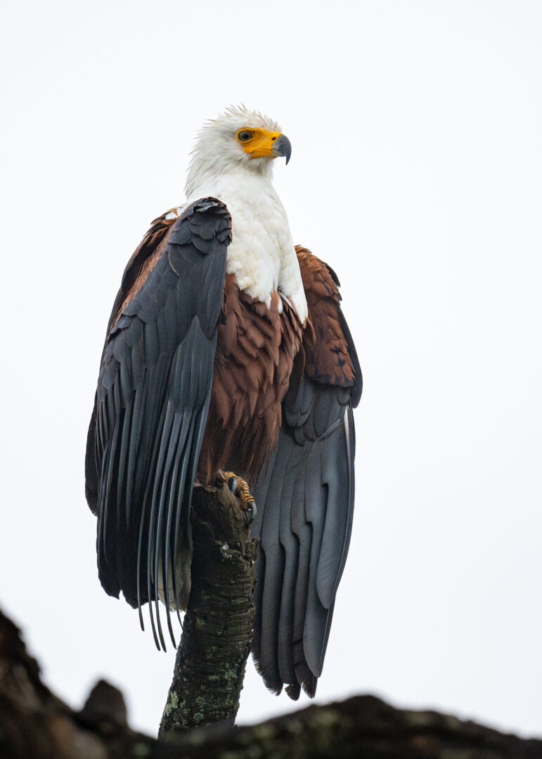 African Fish Eagle, Kenya