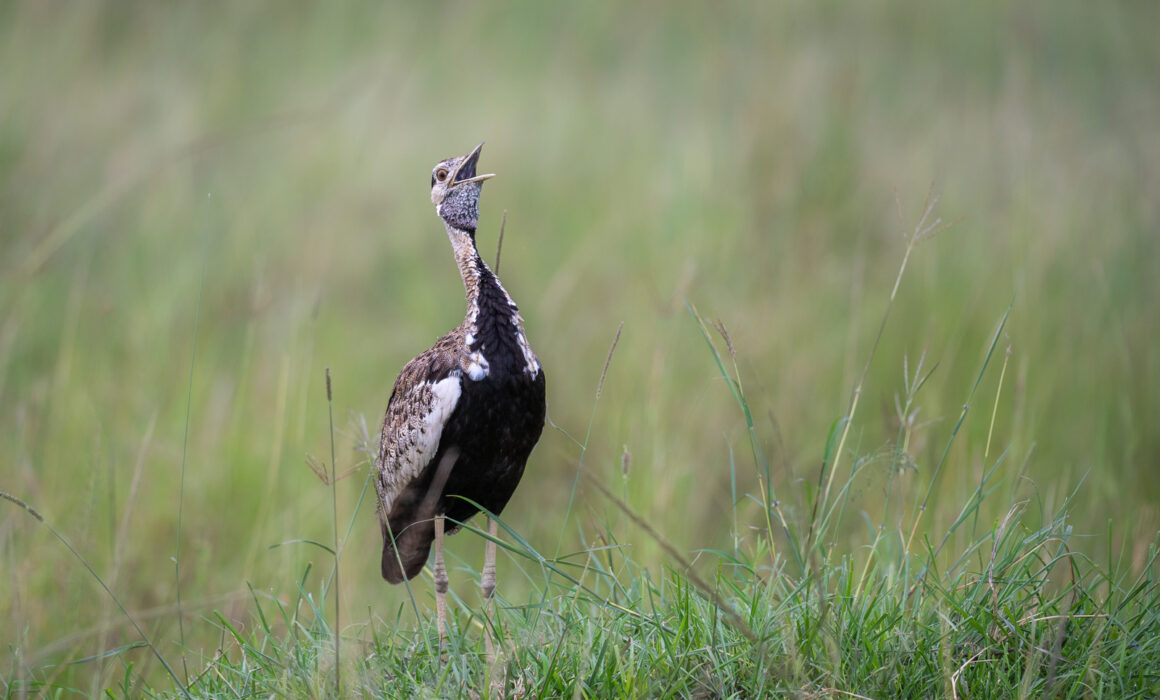 Black-Bellied Bustard, Kenya