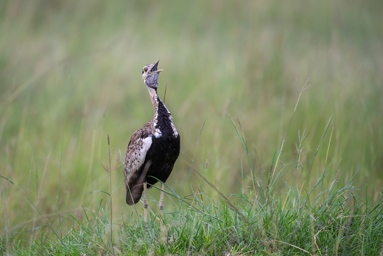 Black-Bellied Bustard, Kenya