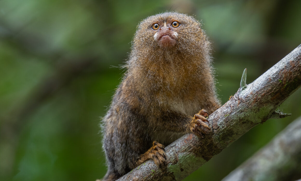 Pygmy Marmoset, Peru
