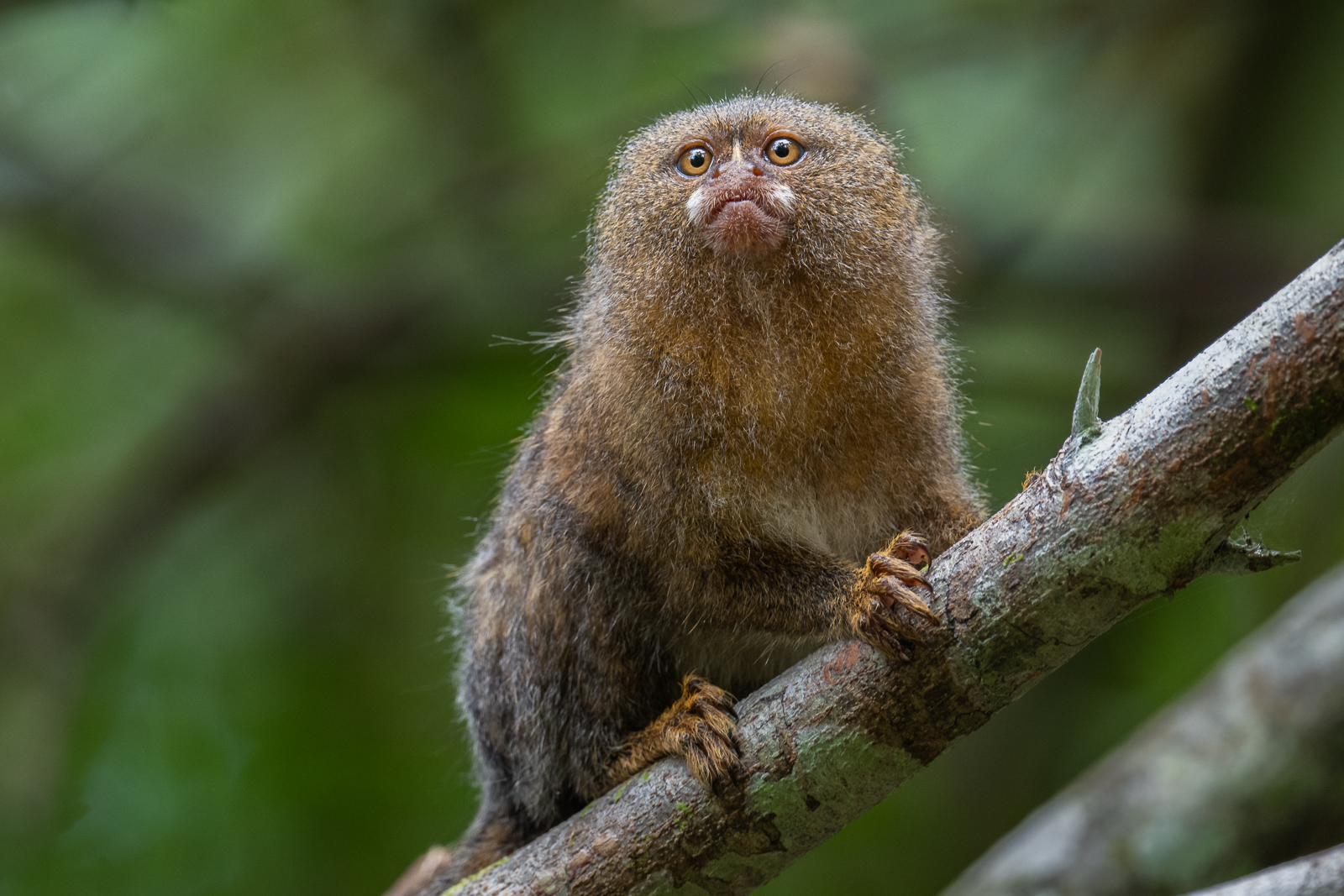 Pygmy Marmoset, Peru