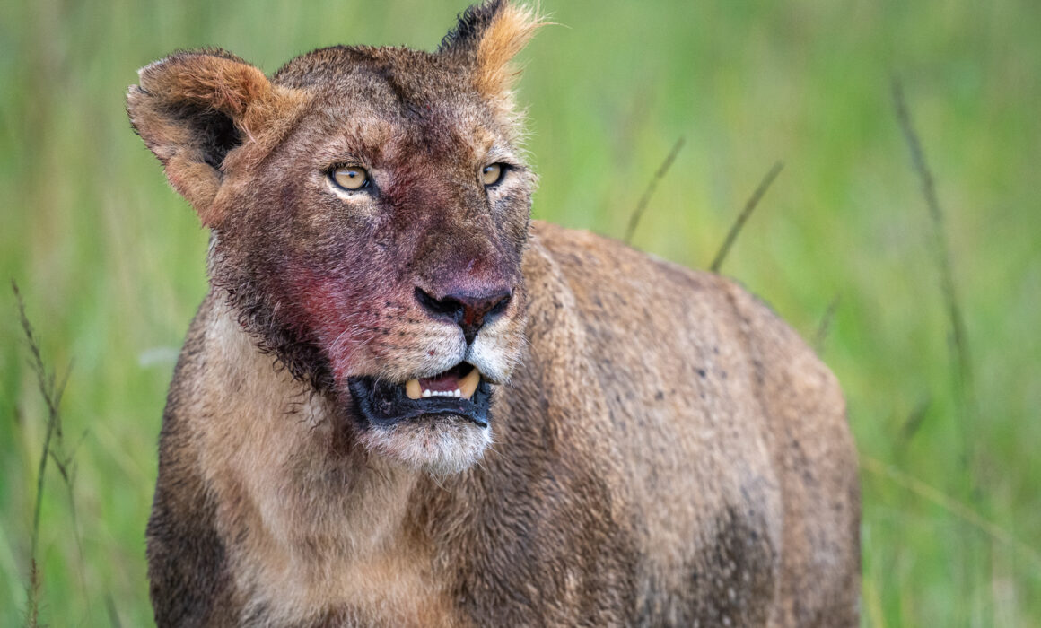 Lioness, Kenya