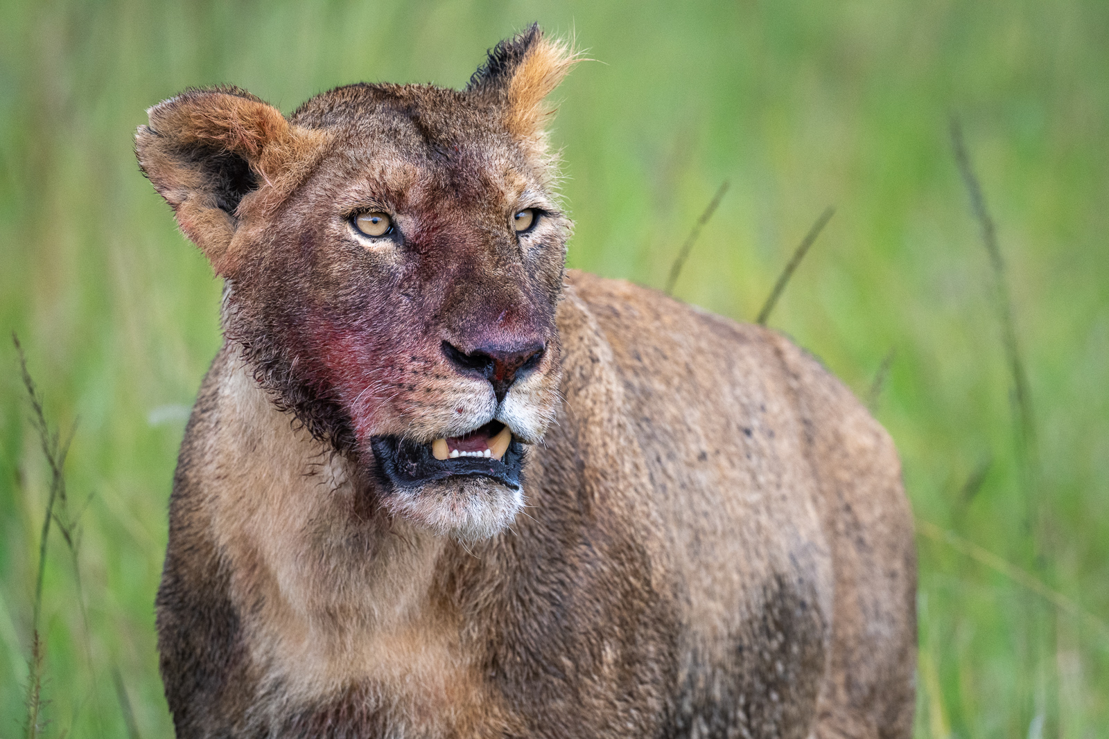 Lioness, Kenya