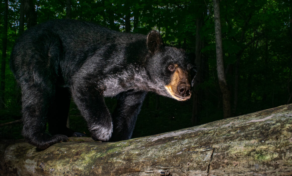 Black Bear, Farmington, Connecticut