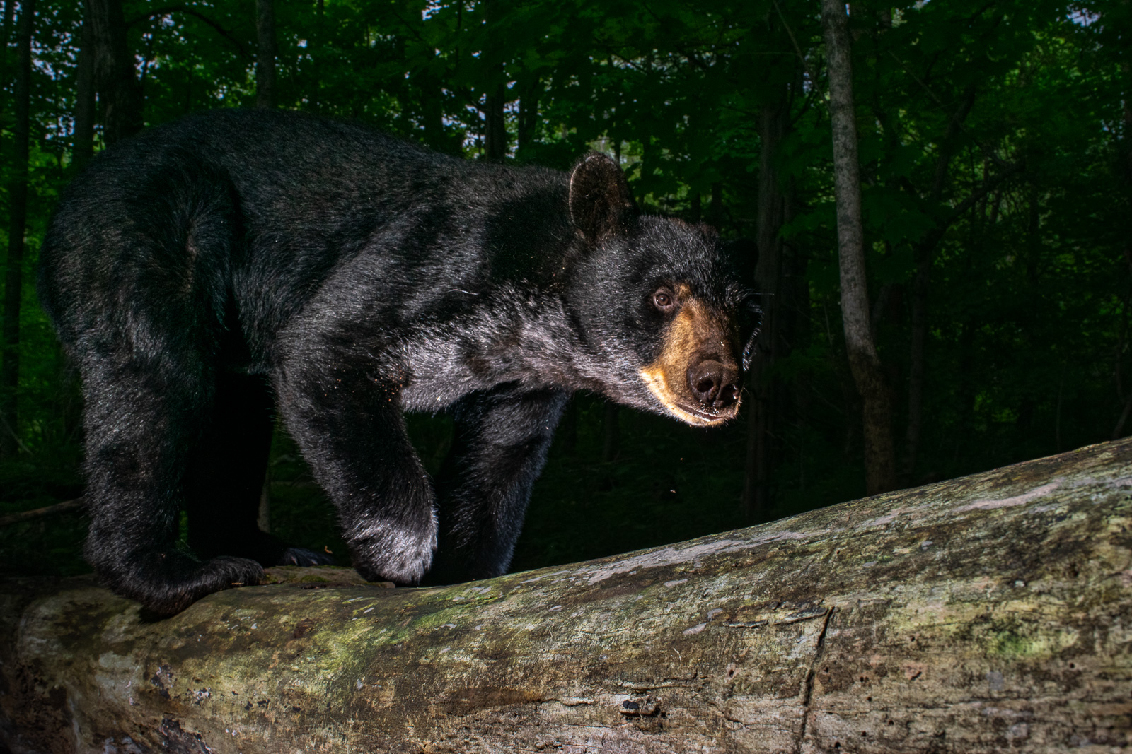 Black Bear, Farmington, Connecticut