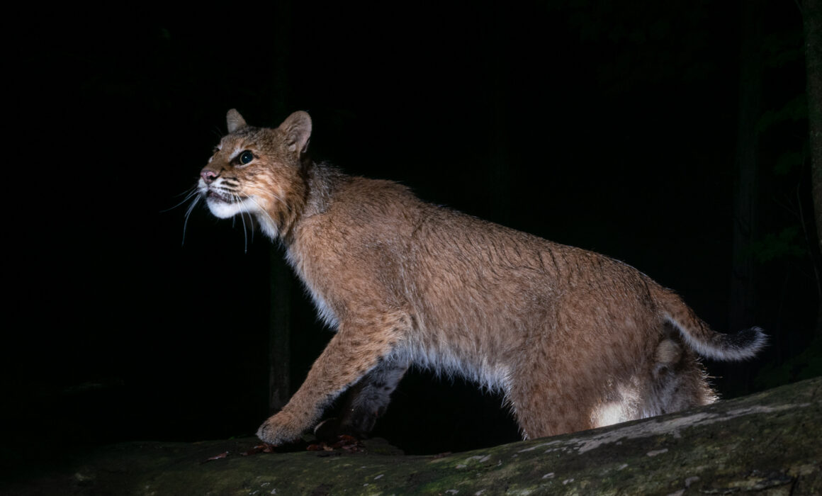 Bobcat, Farmington, Connecticut