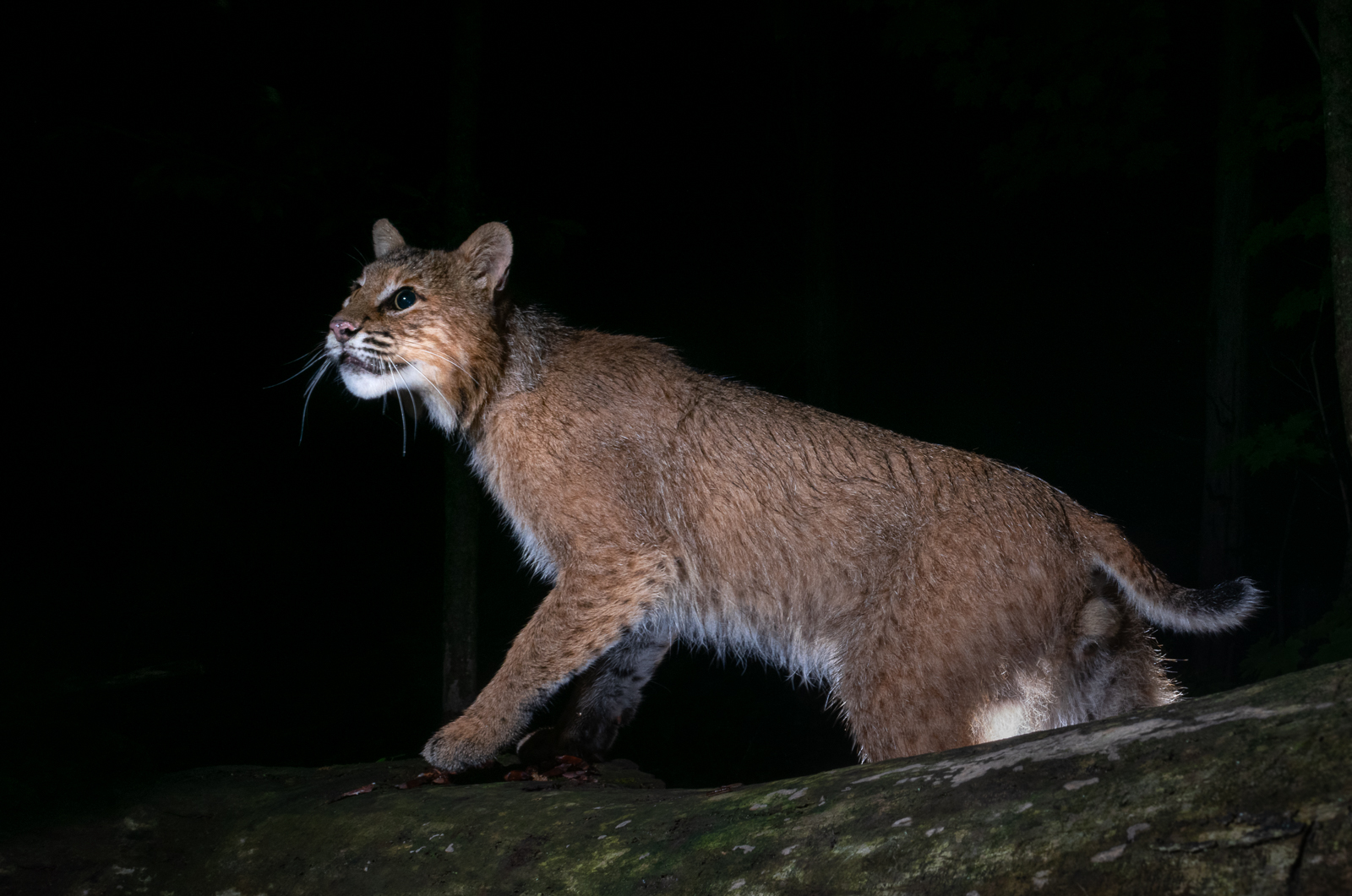 Bobcat, Farmington, Connecticut