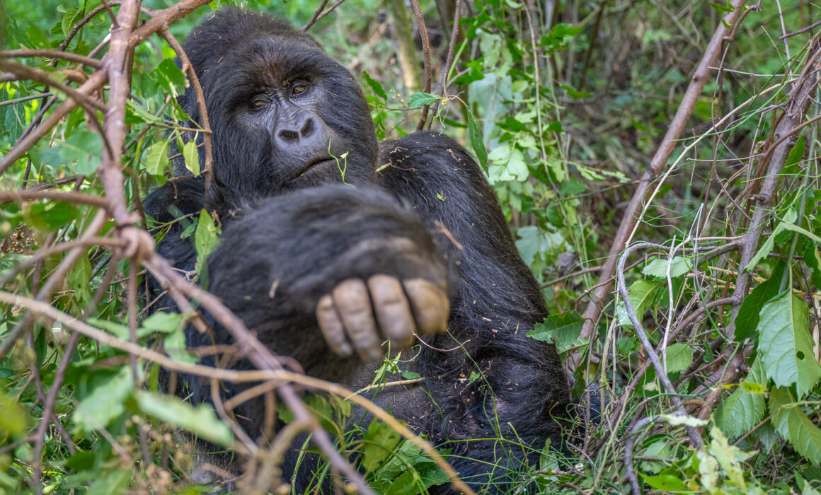 Mountain Gorilla, Uganda