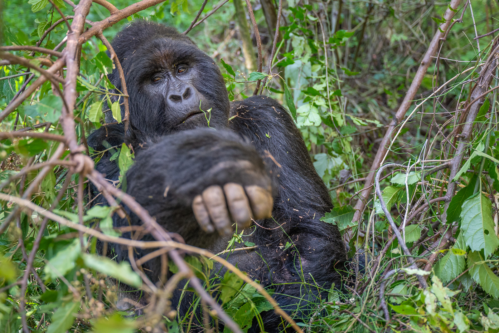 Mountain Gorilla, Uganda