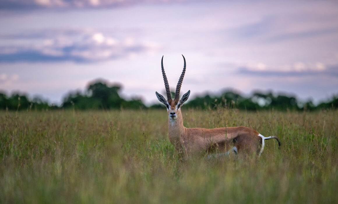 Grant's Gazelle, Kenya