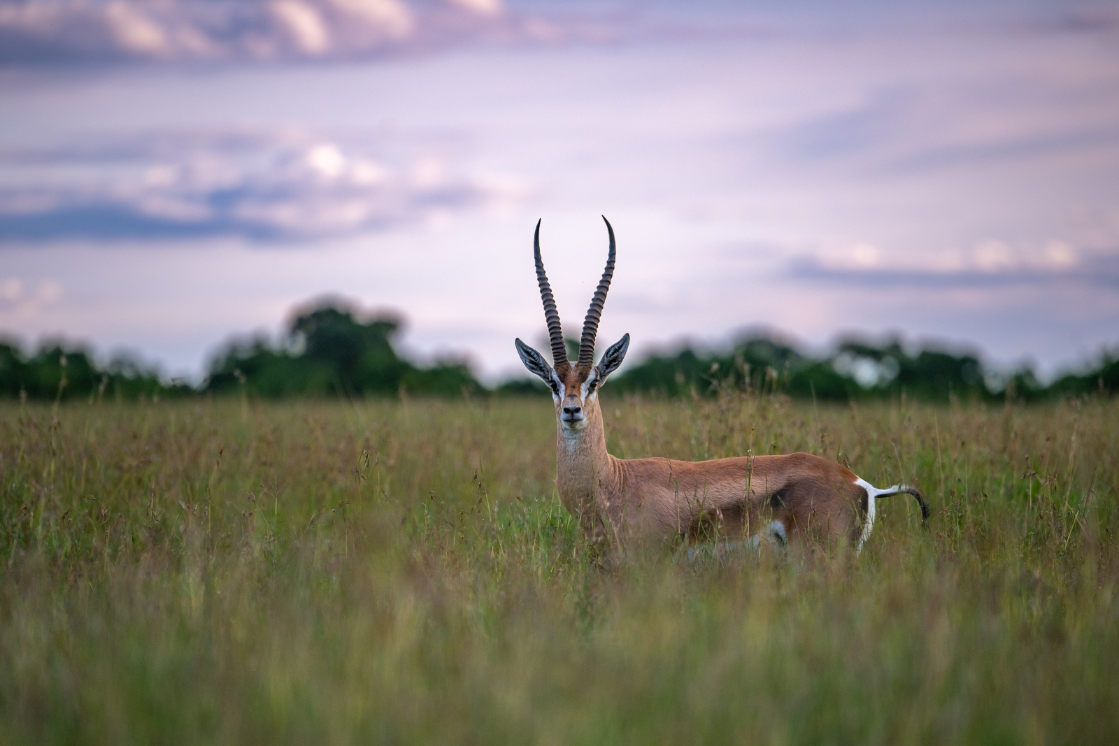Grant's Gazelle, Kenya