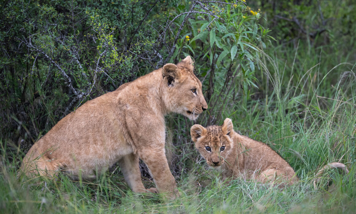 Lion Mother with Cub, Kenya