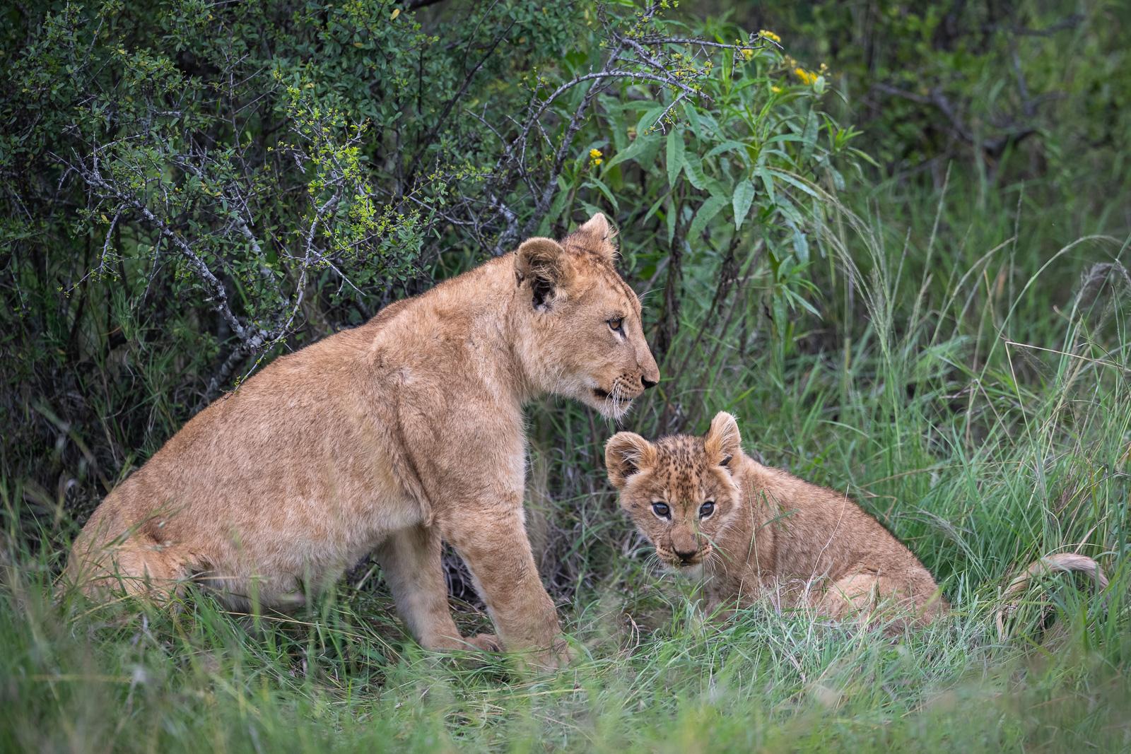 Lion Mother with Cub, Kenya