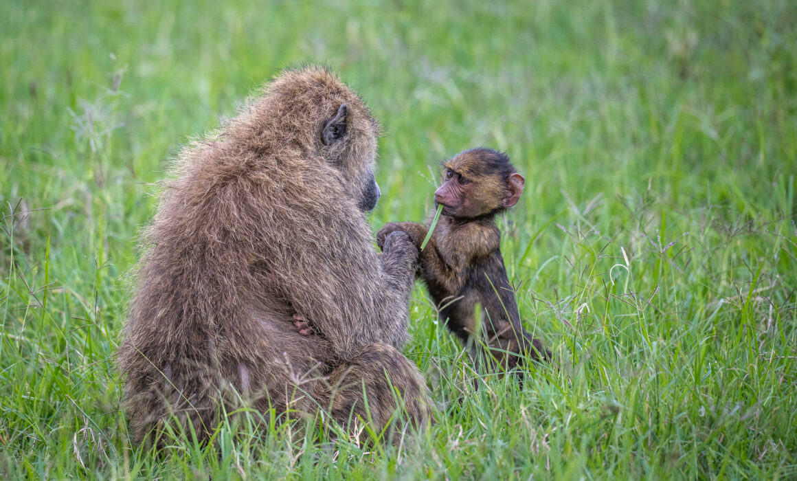 Olive Baboons, Kenya