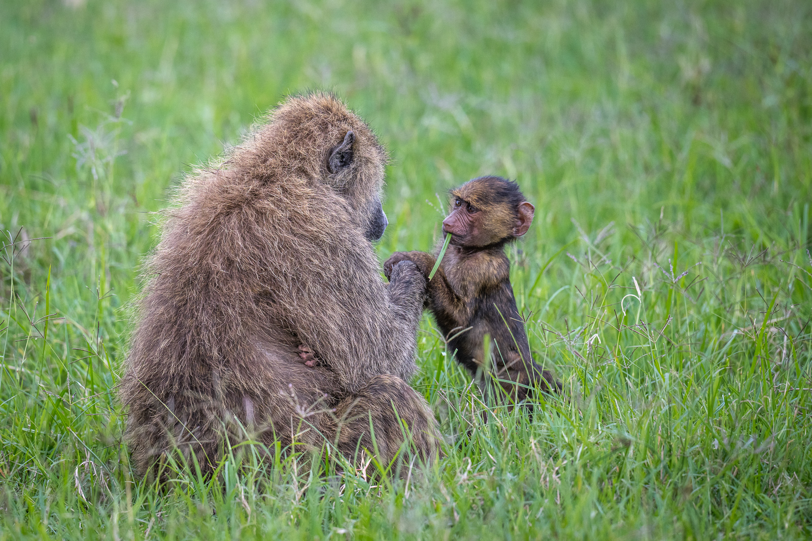 Olive Baboons, Kenya