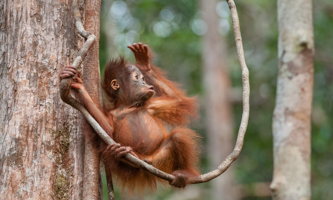Young Orangutan, Borneo, Indonesia
