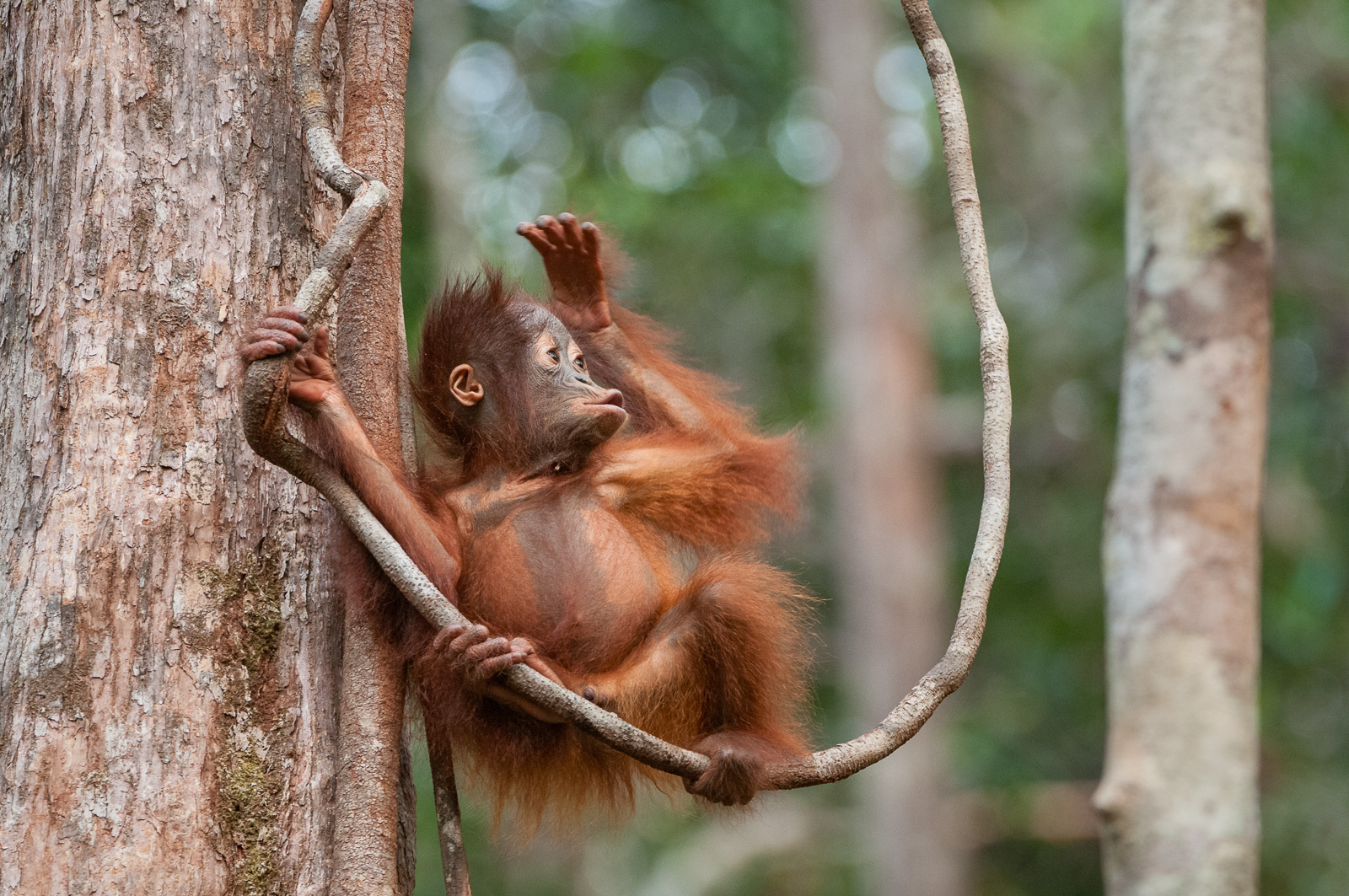 Young Orangutan, Borneo, Indonesia