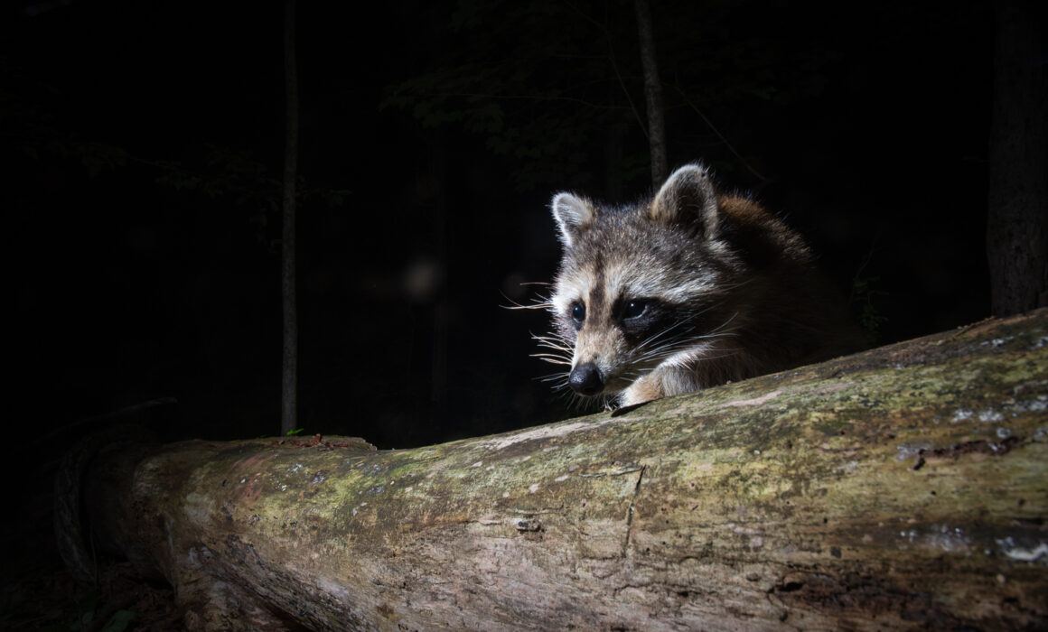 Raccoon, Farmington, Connecticut