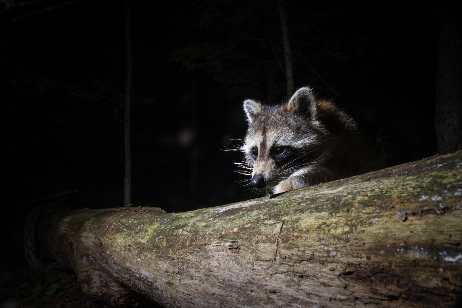 Raccoon, Farmington, Connecticut