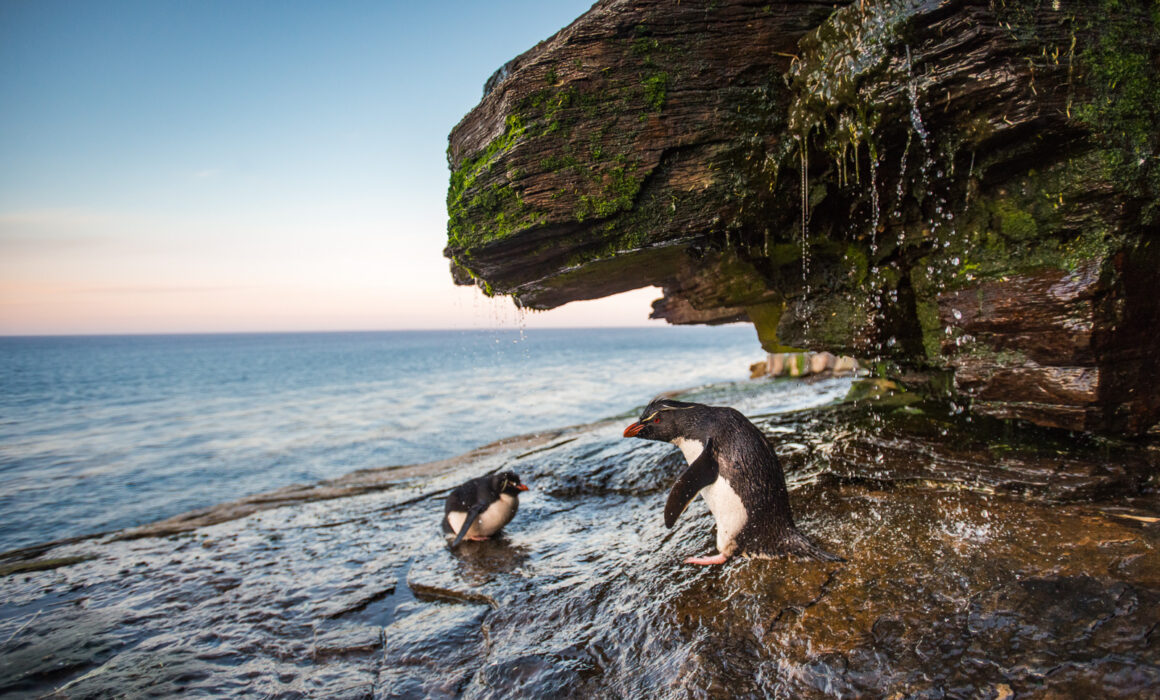 Rockhopper Penguins, Falkland Islands