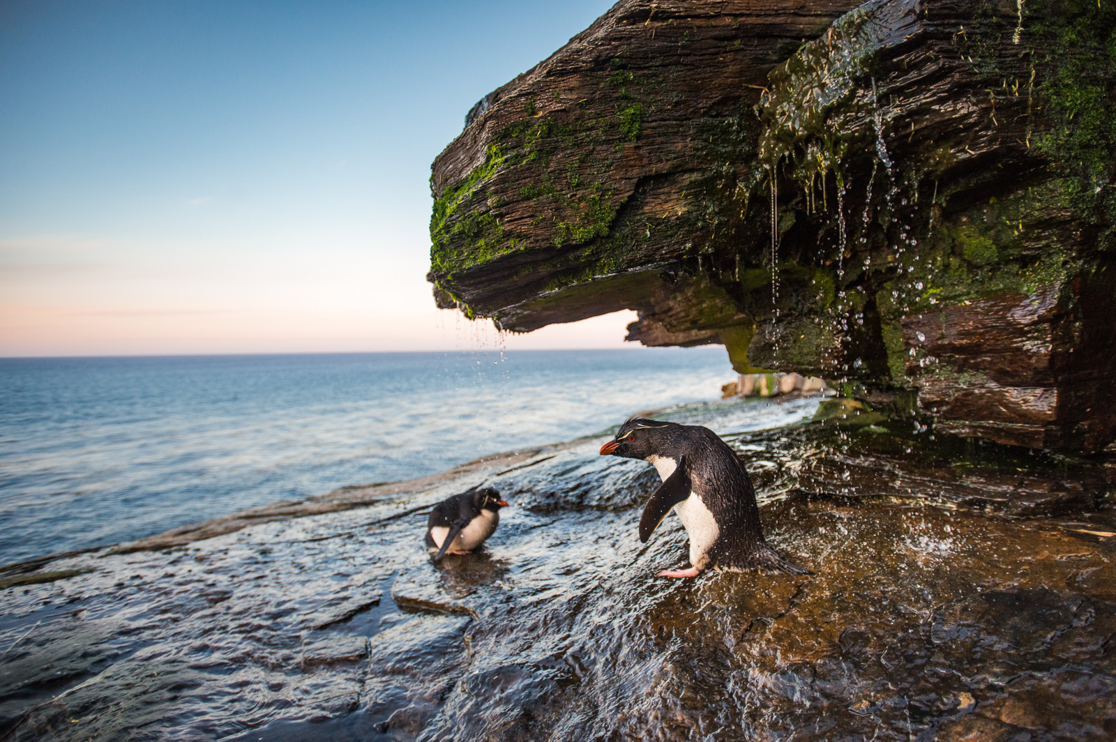Rockhopper Penguins, Falkland Islands