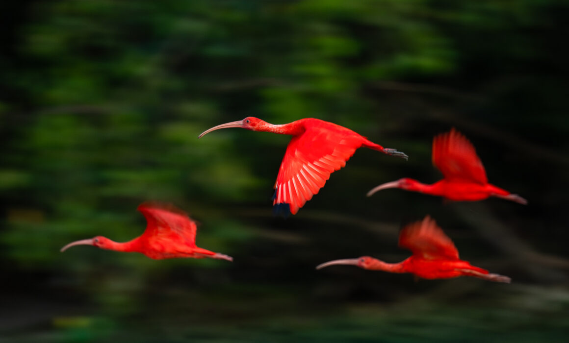 Scarlet Ibis, Guyana