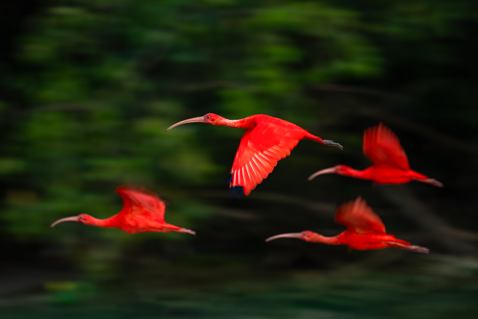 Scarlet Ibis, Guyana