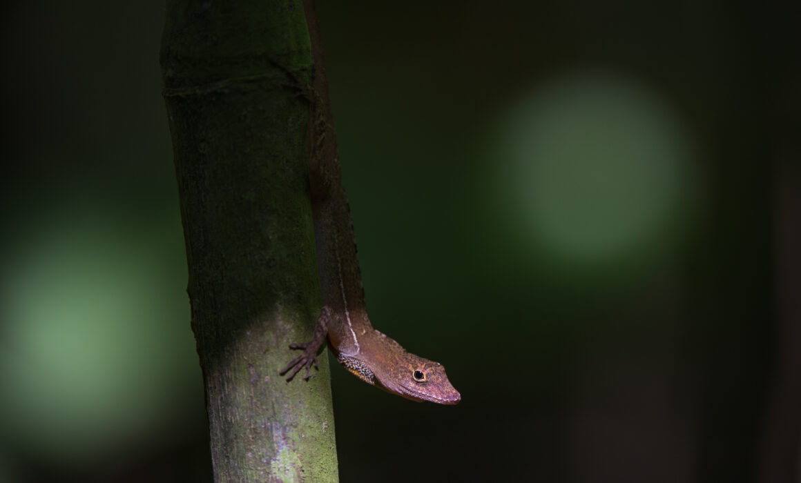 Many Scaled Anole Lizard, Costa Rica
