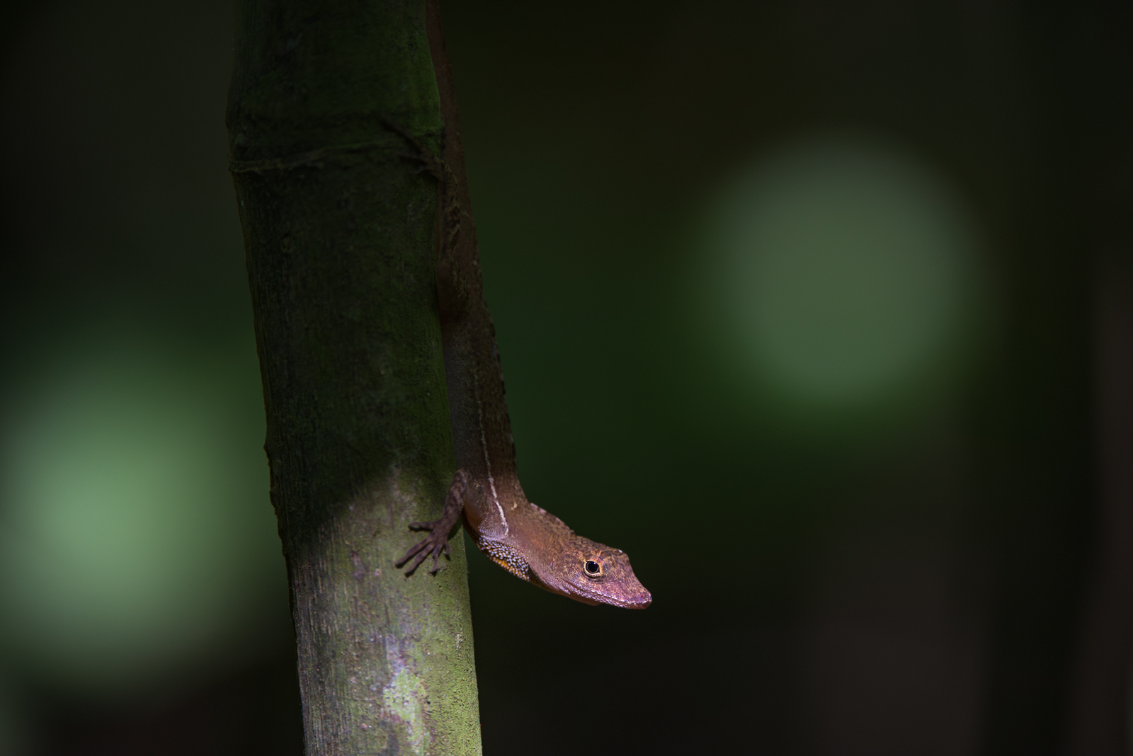 Many Scaled Anole Lizard, Costa Rica