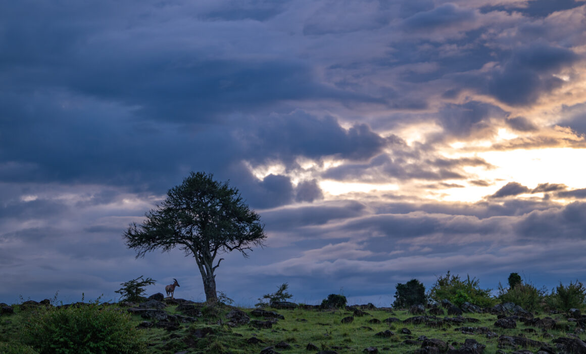 Topi, Kenya