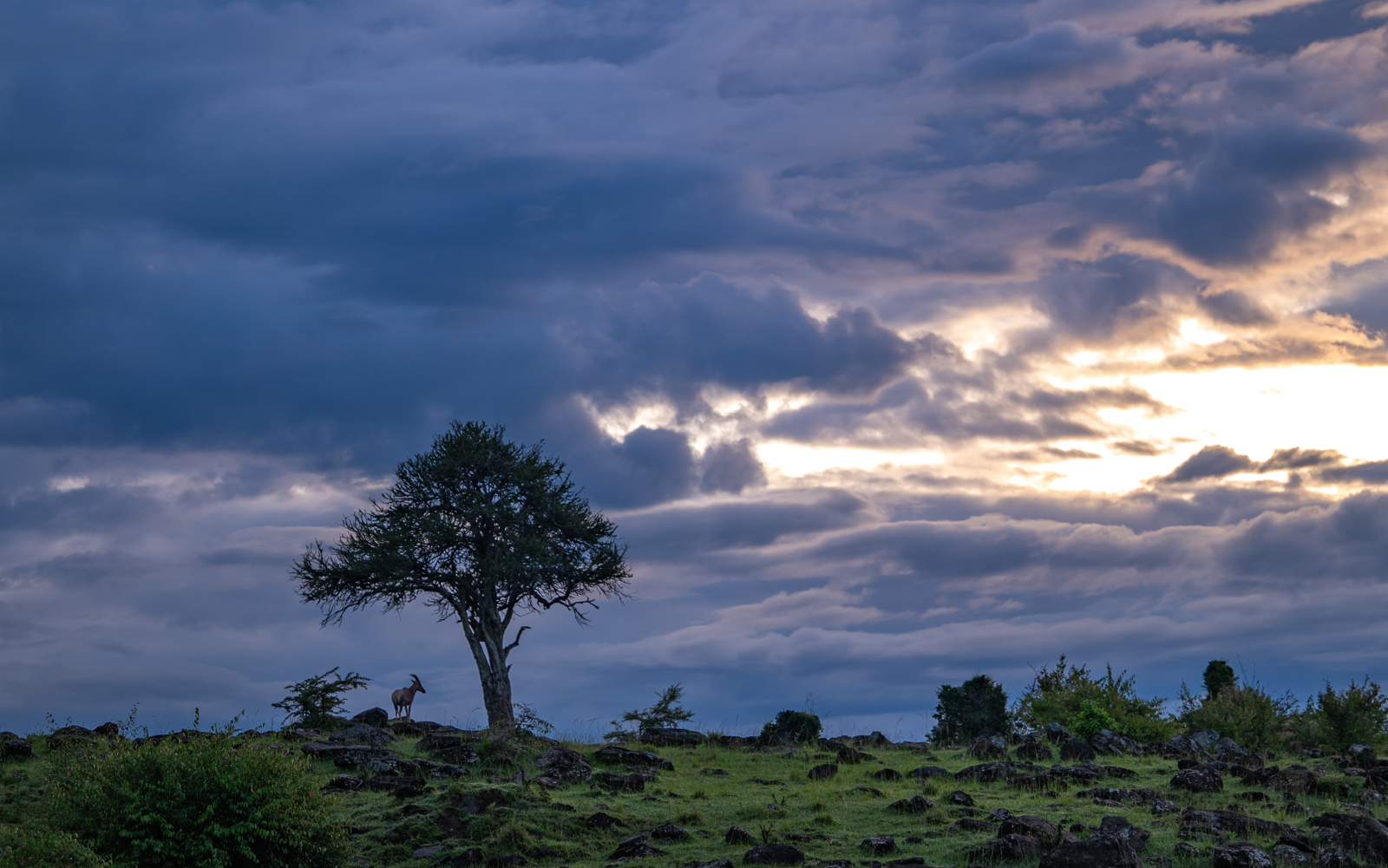 Topi, Kenya