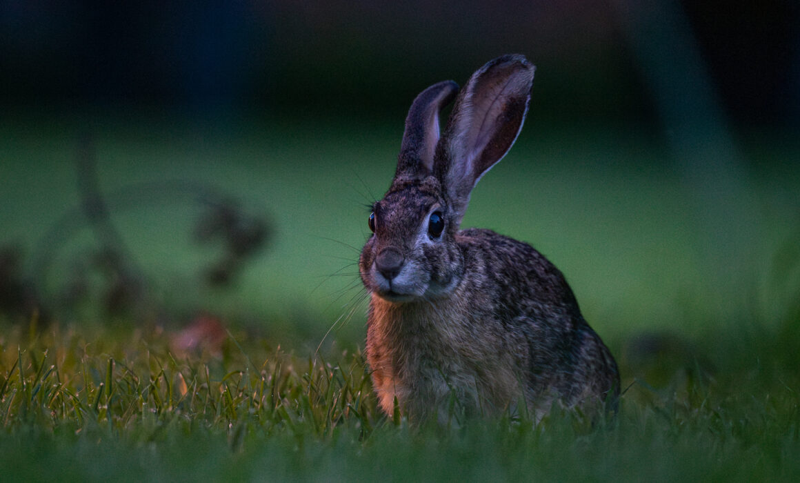 African Savanna Hare, Kenya