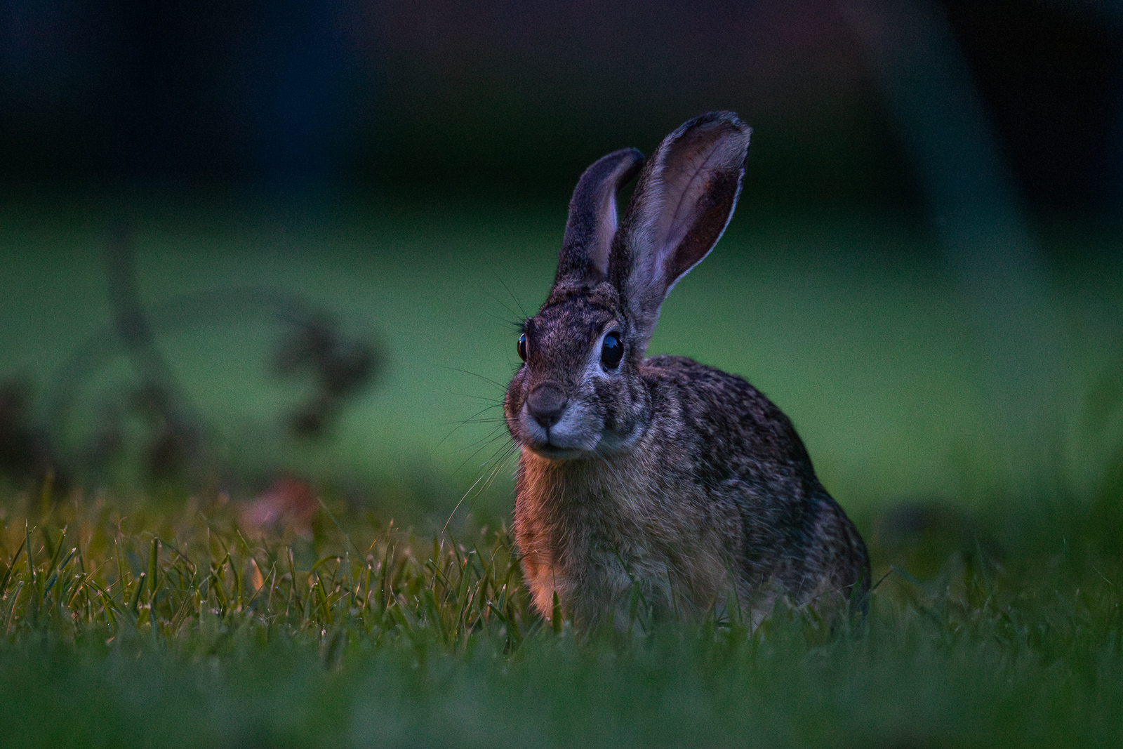 African Savanna Hare, Kenya