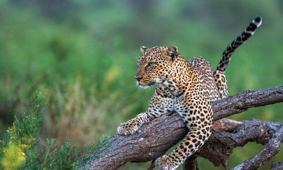 Leopard, Kenya
