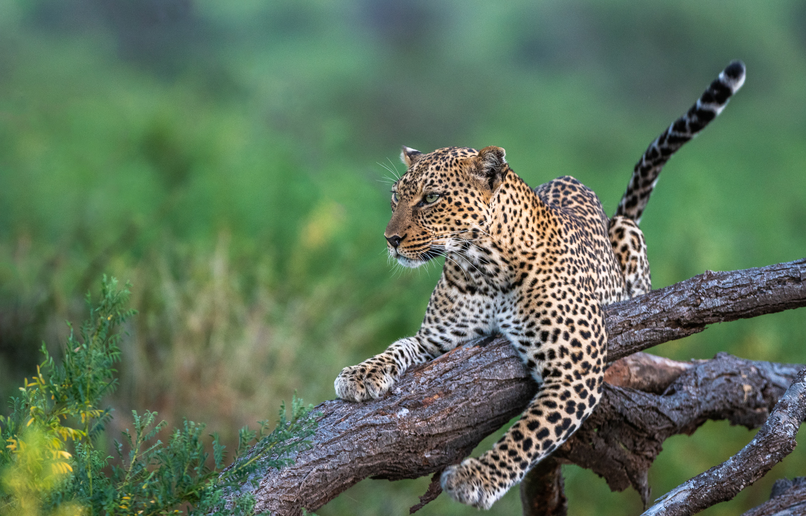 Leopard, Kenya